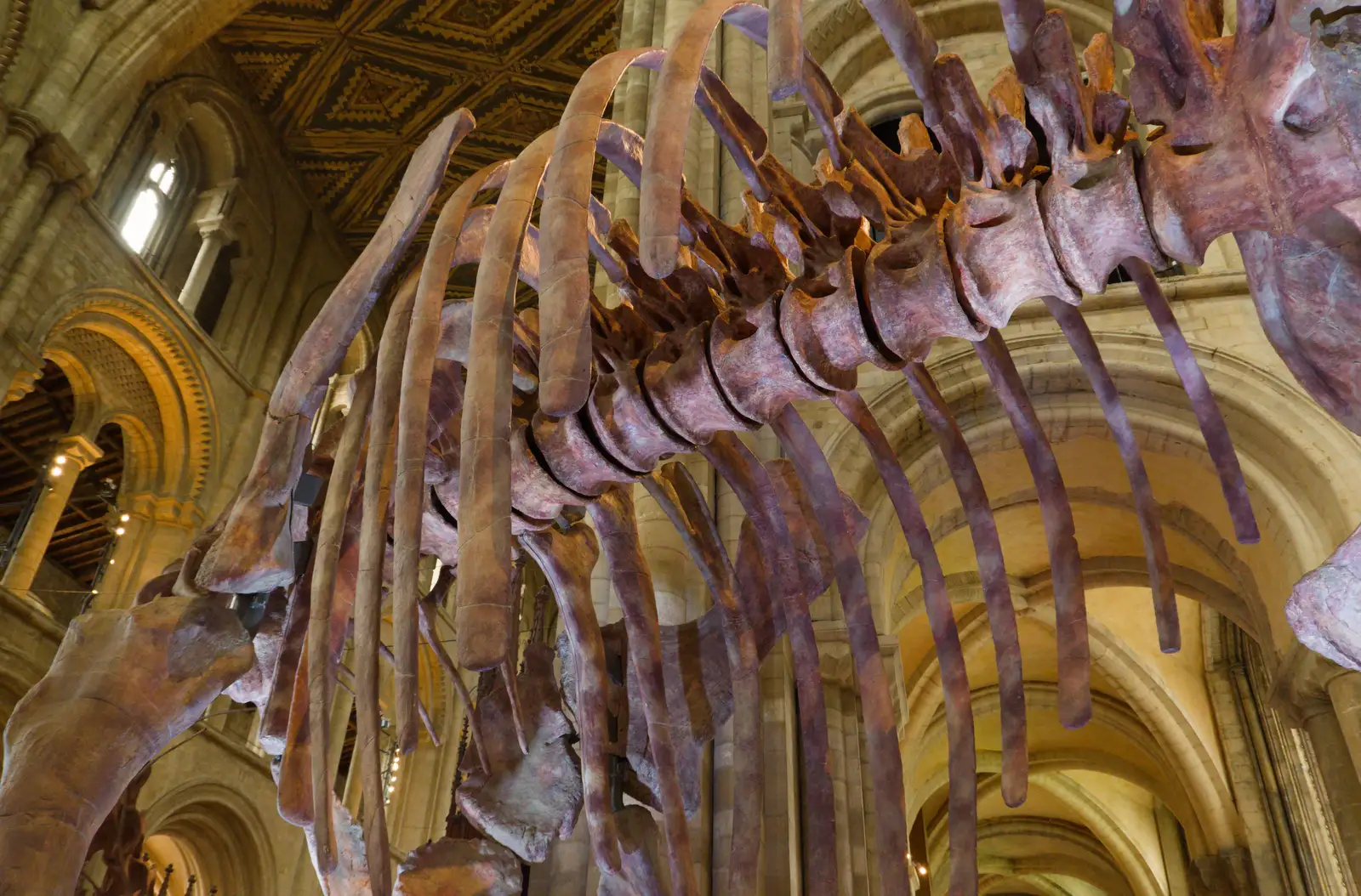 The titanosaur ribcage, from A Postcard From Peterborough, Cambridgeshire - 29th May 2026