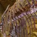 The titanosaur ribcage, A Postcard From Peterborough, Cambridgeshire - 29th May 2026