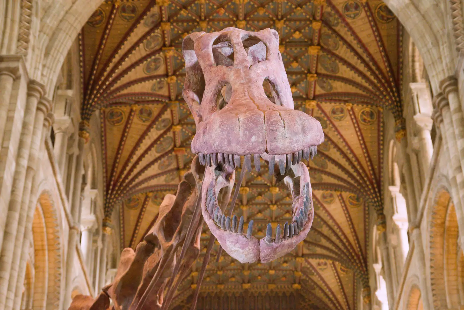 The titanosaur's head, from A Postcard From Peterborough, Cambridgeshire - 29th May 2026