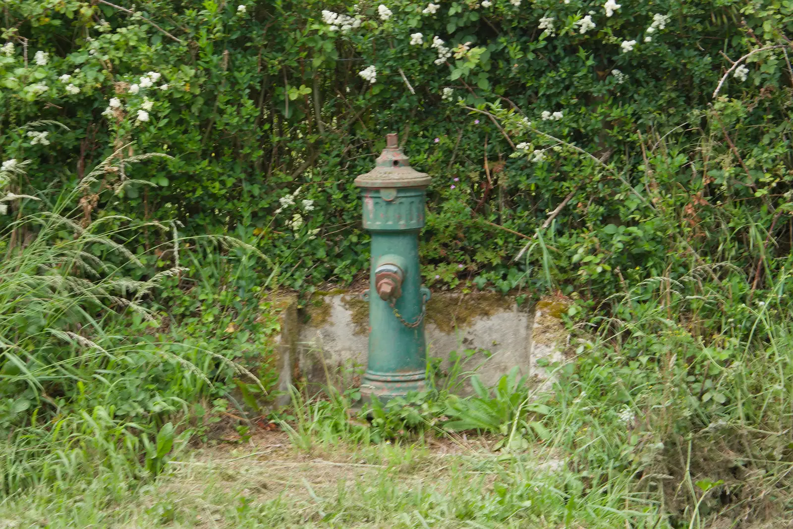 A funky fire hydrant in a hedge, from Quettehou, Sainte-Marie-du-Mont and the D-Day Museum, Utah Beach - 4th June 2026
