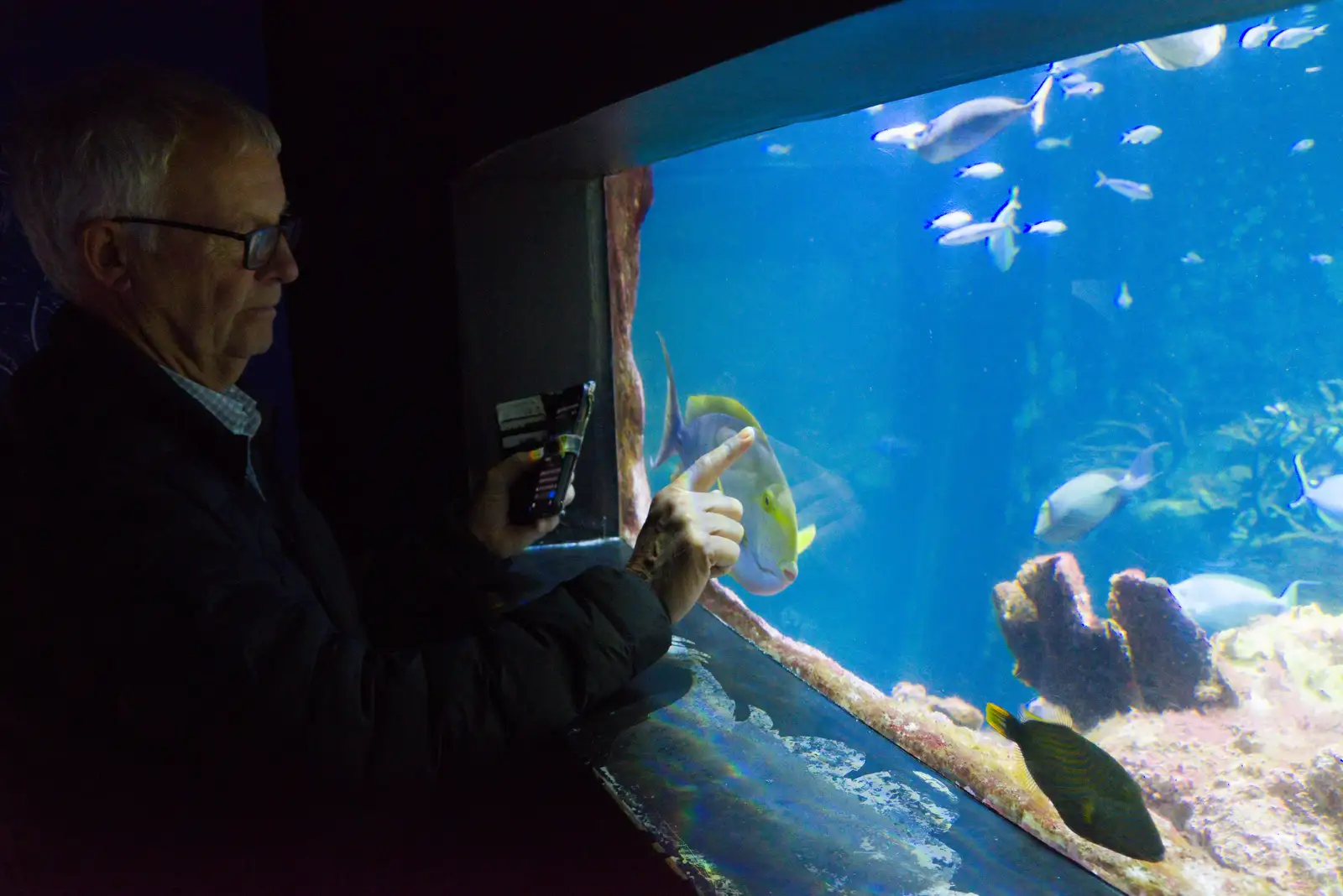 Fish in a tank, from Cité de lar Mer and a Dakota Flight Home, Cherbourg - 7th June 2026