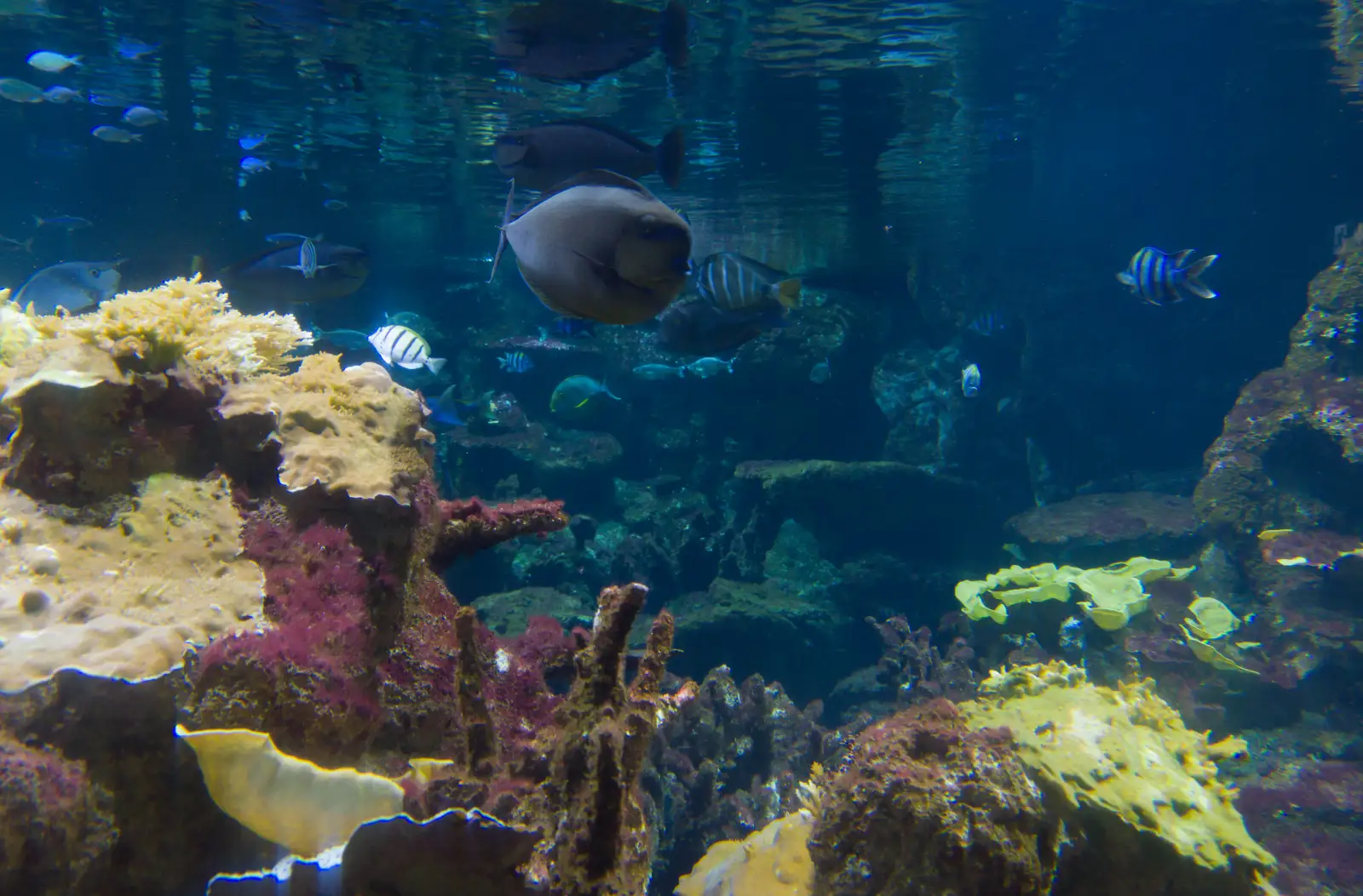 A giant aquarium, from Cité de lar Mer and a Dakota Flight Home, Cherbourg - 7th June 2026