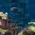A giant aquarium, Cité de lar Mer and a Dakota Flight Home, Cherbourg - 7th June 2026