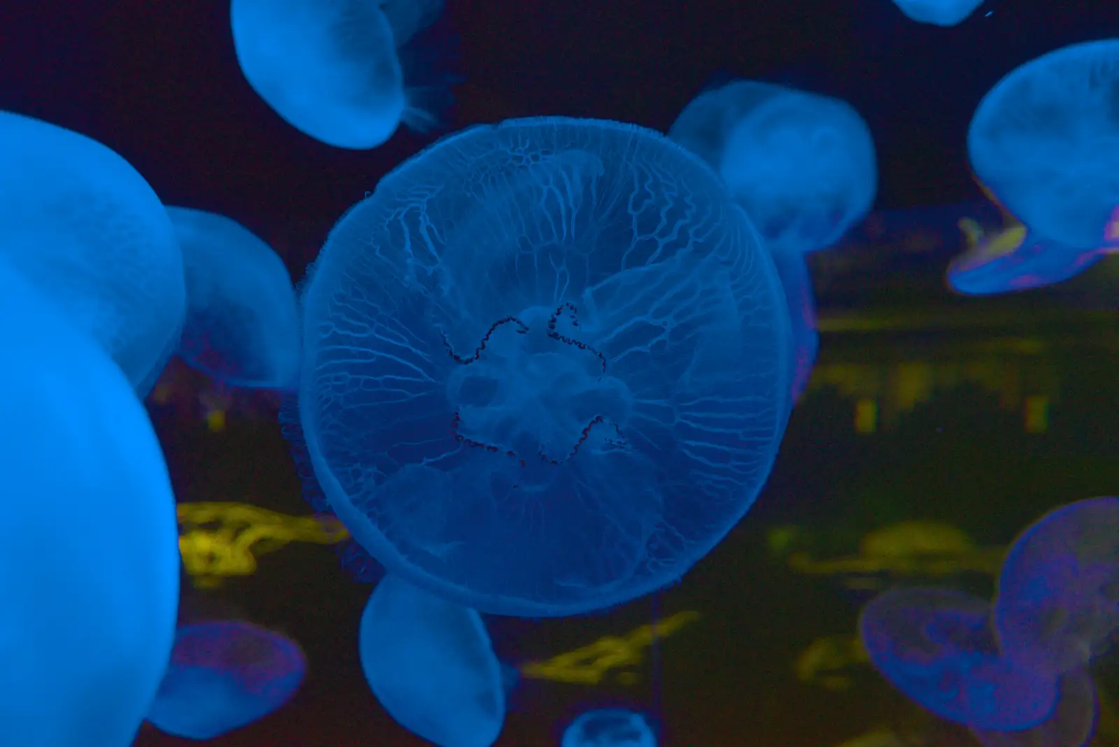 Jellyfish blob about in a tank, from Cité de lar Mer and a Dakota Flight Home, Cherbourg - 7th June 2026