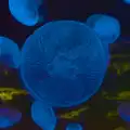 Jellyfish blob about in a tank, Cité de lar Mer and a Dakota Flight Home, Cherbourg - 7th June 2026