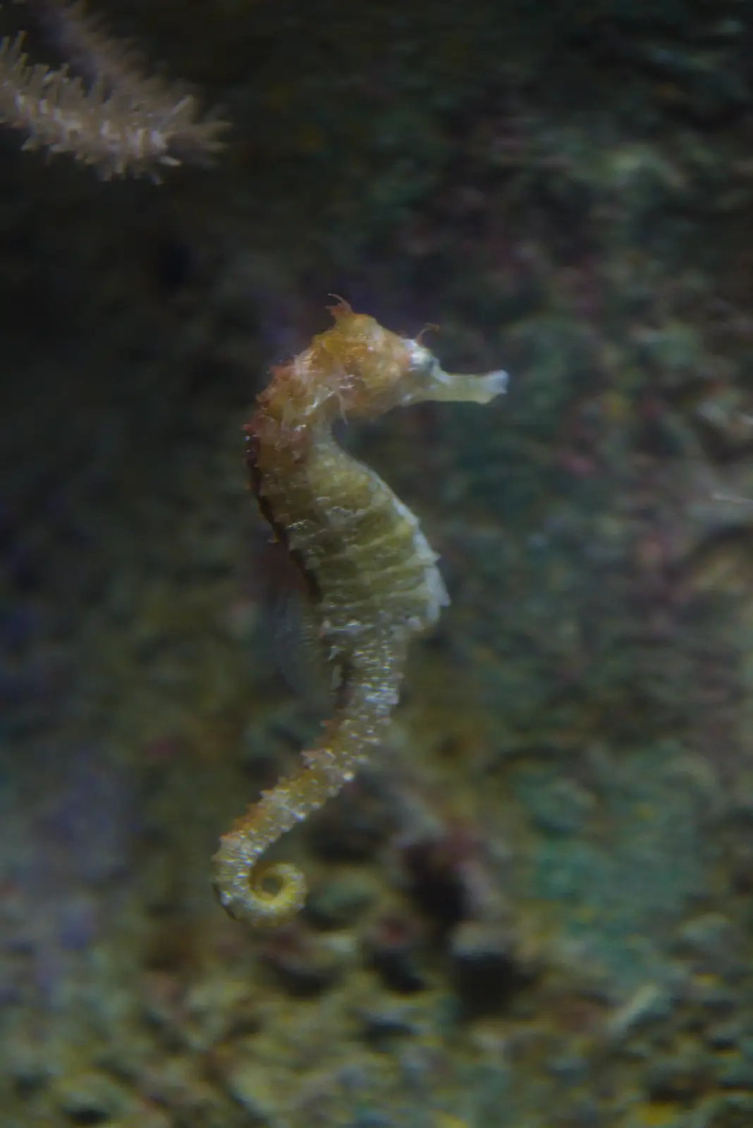 A seahorse drifts by, from Cité de lar Mer and a Dakota Flight Home, Cherbourg - 7th June 2026