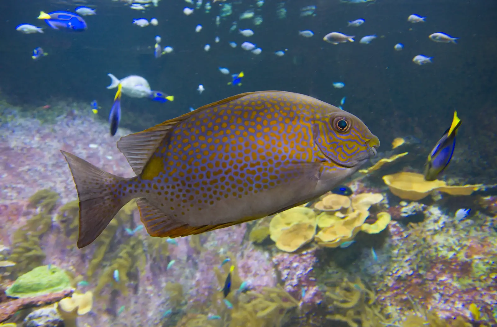 A big spotty fish, from Cité de lar Mer and a Dakota Flight Home, Cherbourg - 7th June 2026