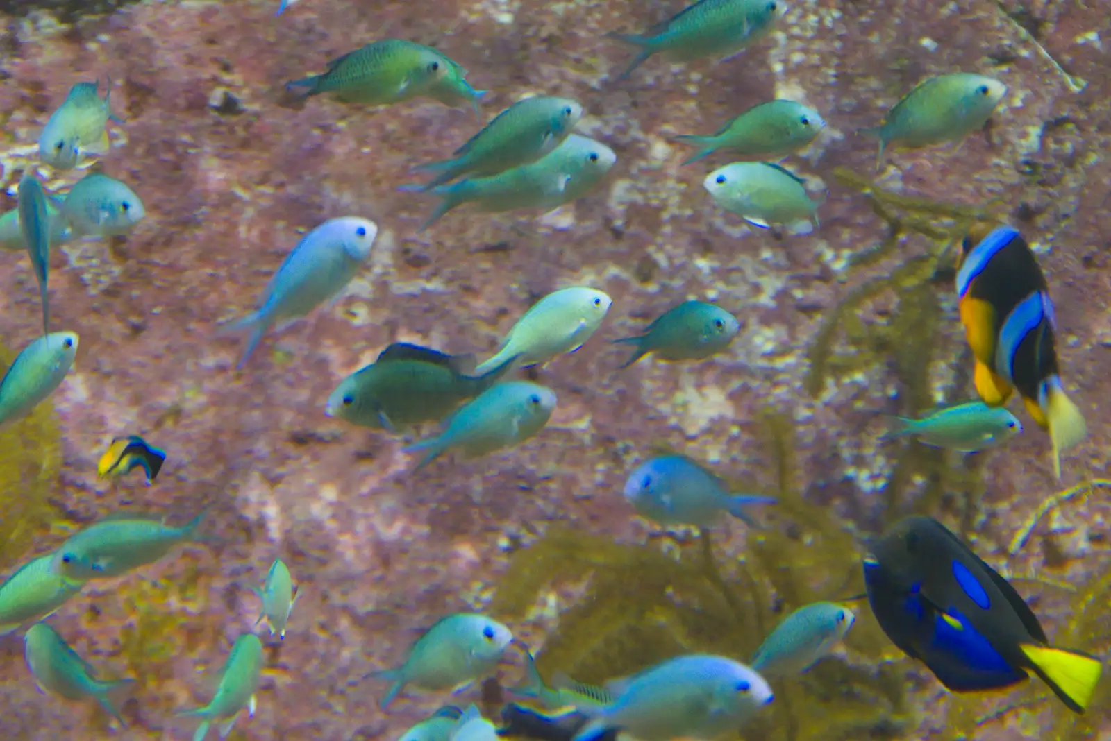Lots of tiny blue/green fishies, from Cité de lar Mer and a Dakota Flight Home, Cherbourg - 7th June 2026
