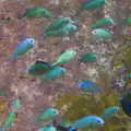 Lots of tiny blue/green fishies, Cité de lar Mer and a Dakota Flight Home, Cherbourg - 7th June 2026