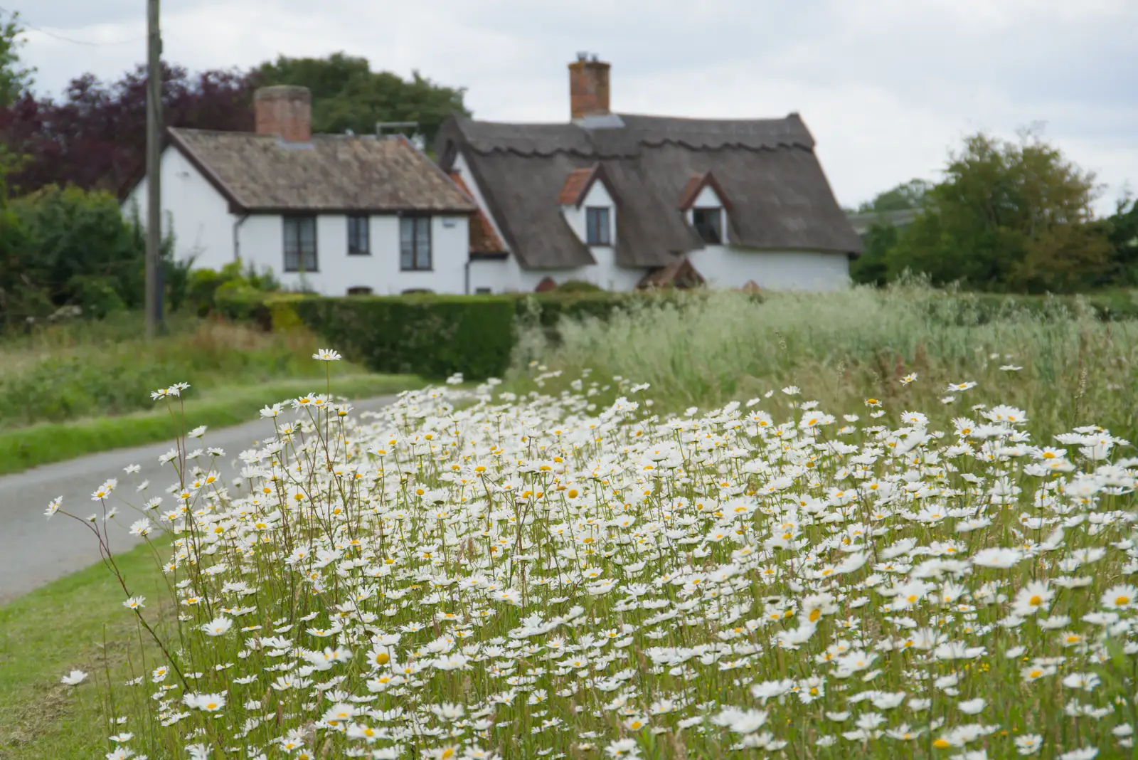 Dog daisies on Rectory Road, from Mellis Gardens and a Walk to Diss, Norfolk - 13th June 2026