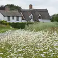 Dog daisies on Rectory Road, Mellis Gardens and a Walk to Diss, Norfolk - 13th June 2026