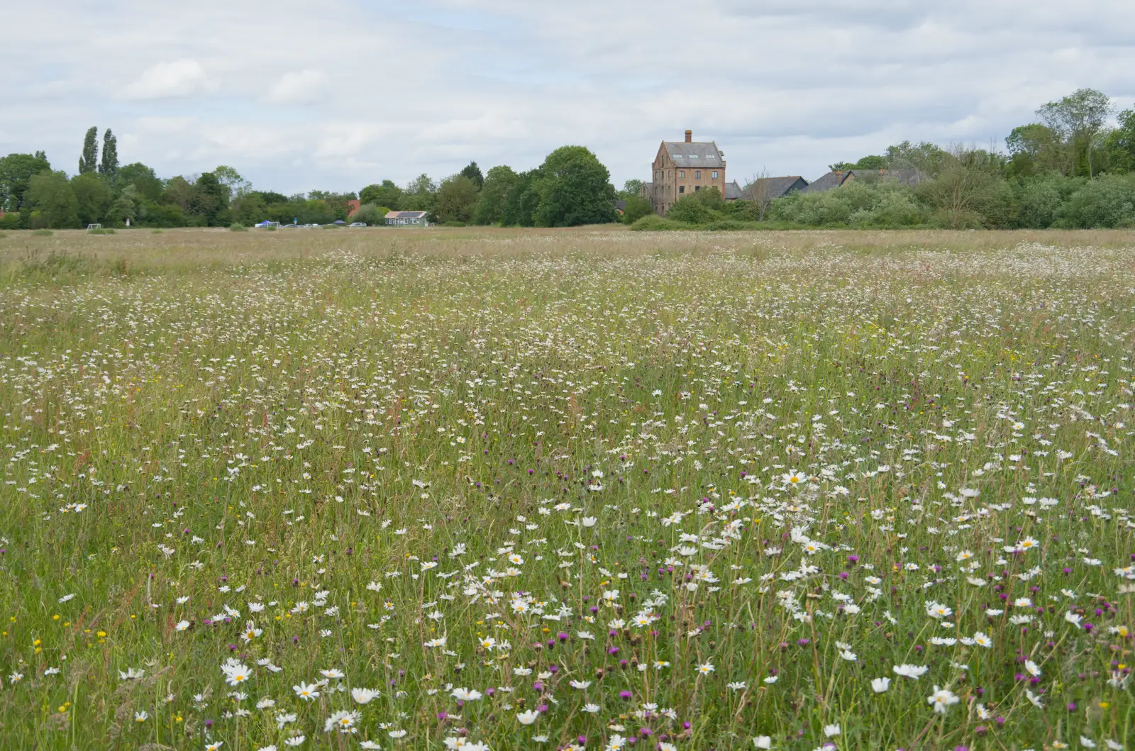 More dog daisies, and the converted mill, from Mellis Gardens and a Walk to Diss, Norfolk - 13th June 2026