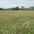More dog daisies, and the converted mill, Mellis Gardens and a Walk to Diss, Norfolk - 13th June 2026