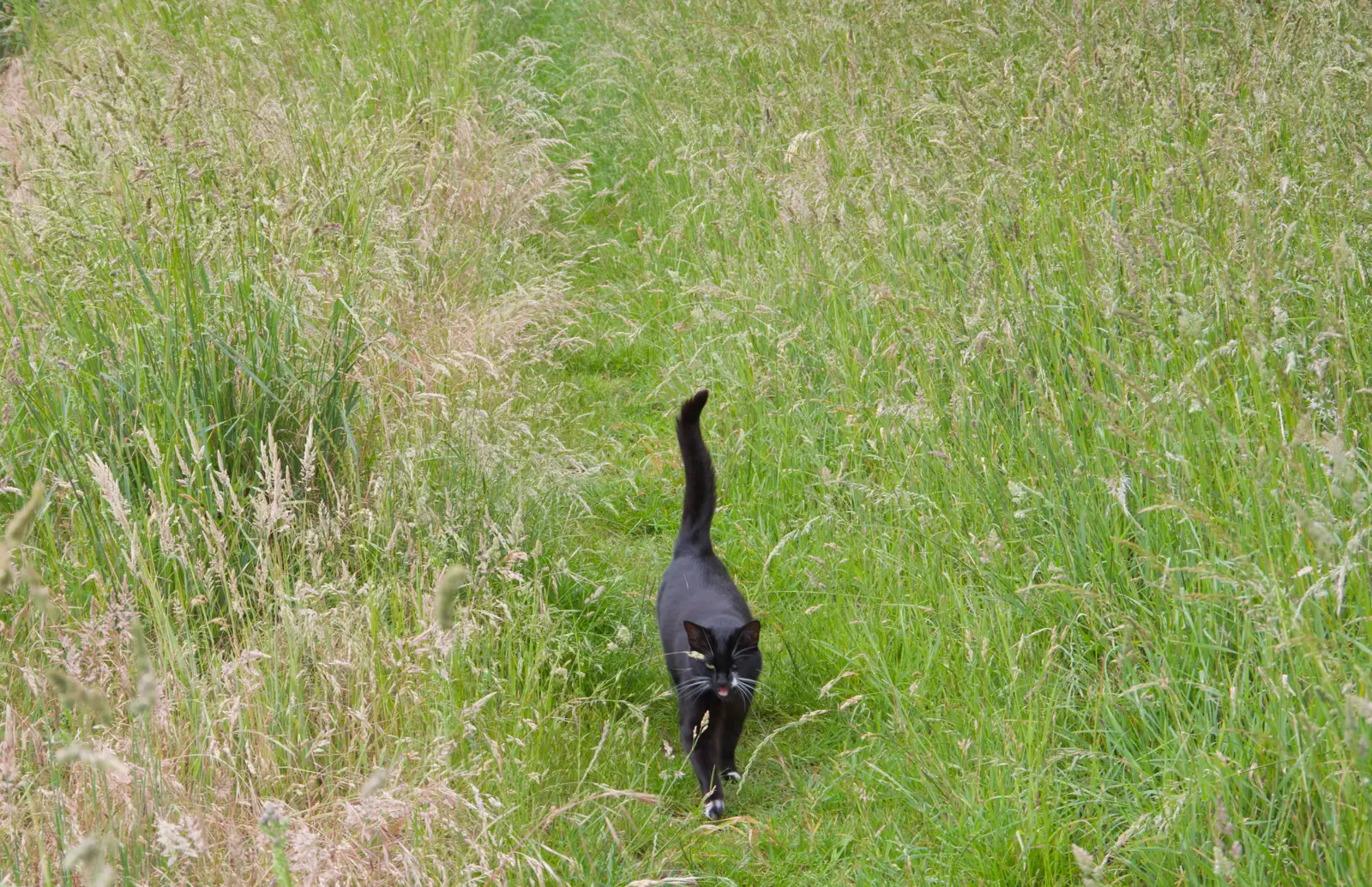 Lucy - One-Eyed Cat - comes for a walk, from Mellis Gardens and a Walk to Diss, Norfolk - 13th June 2026