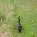 Lucy - One-Eyed Cat - comes for a walk, Mellis Gardens and a Walk to Diss, Norfolk - 13th June 2026
