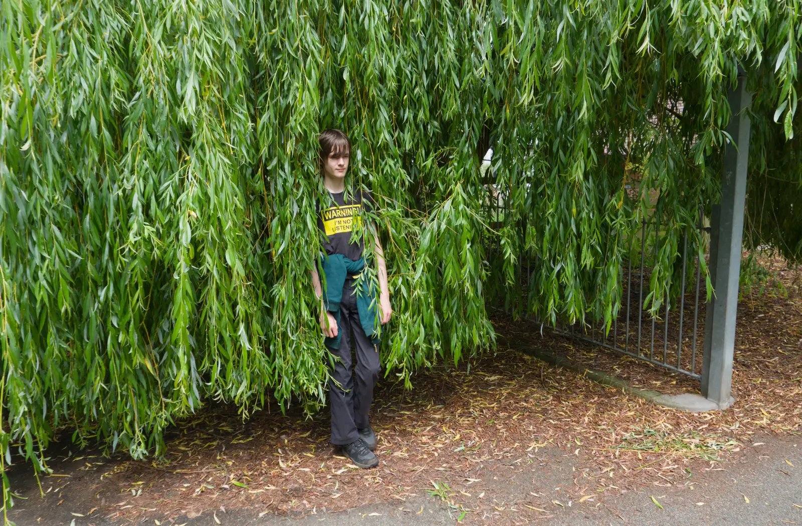 Harry emerges from a weeping willow, from Mellis Gardens and a Walk to Diss, Norfolk - 13th June 2026