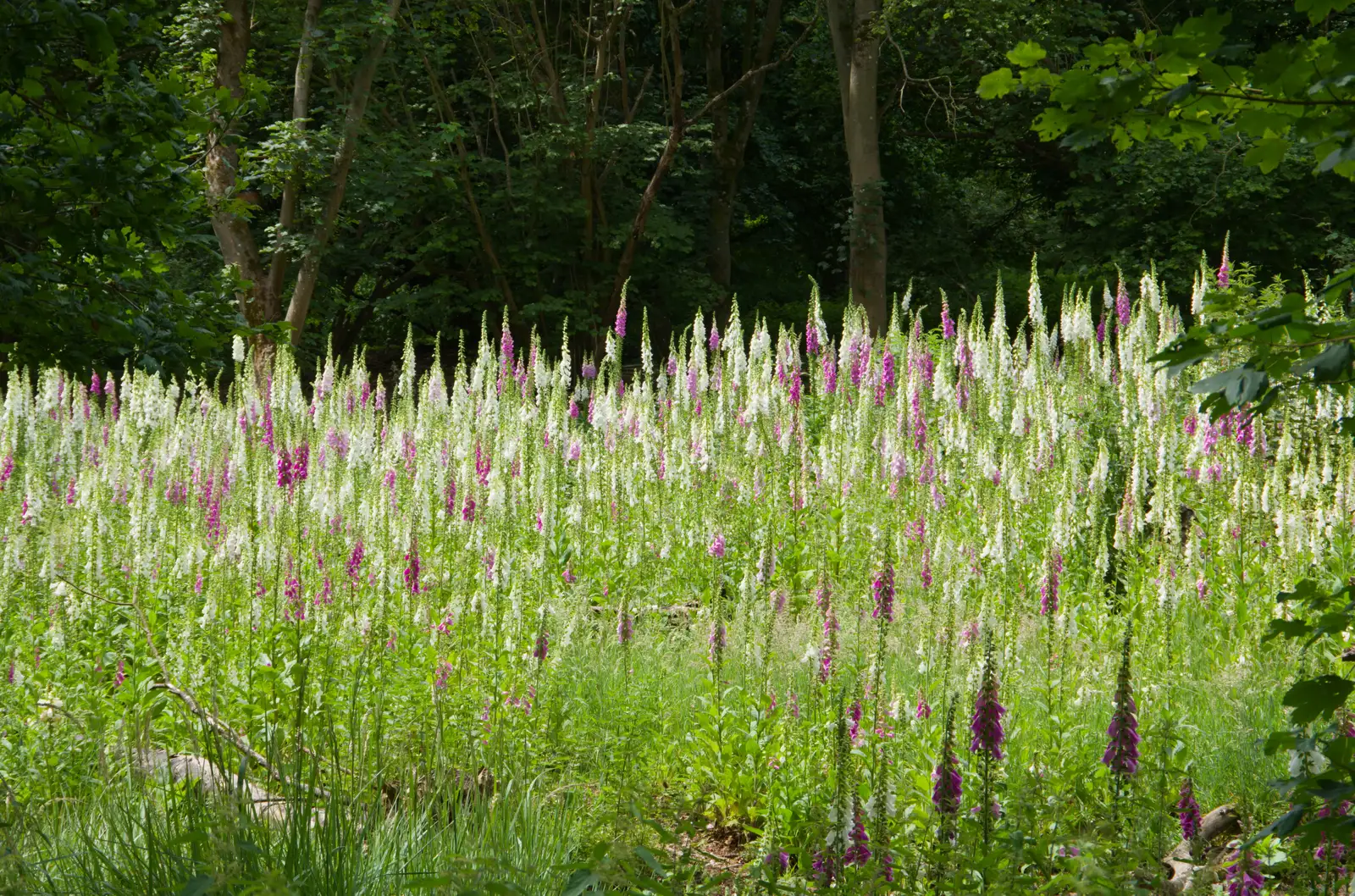 A glade full of Foxgloves, from Mellis Gardens and a Walk to Diss, Norfolk - 13th June 2026