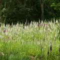 A glade full of Foxgloves, Mellis Gardens and a Walk to Diss, Norfolk - 13th June 2026