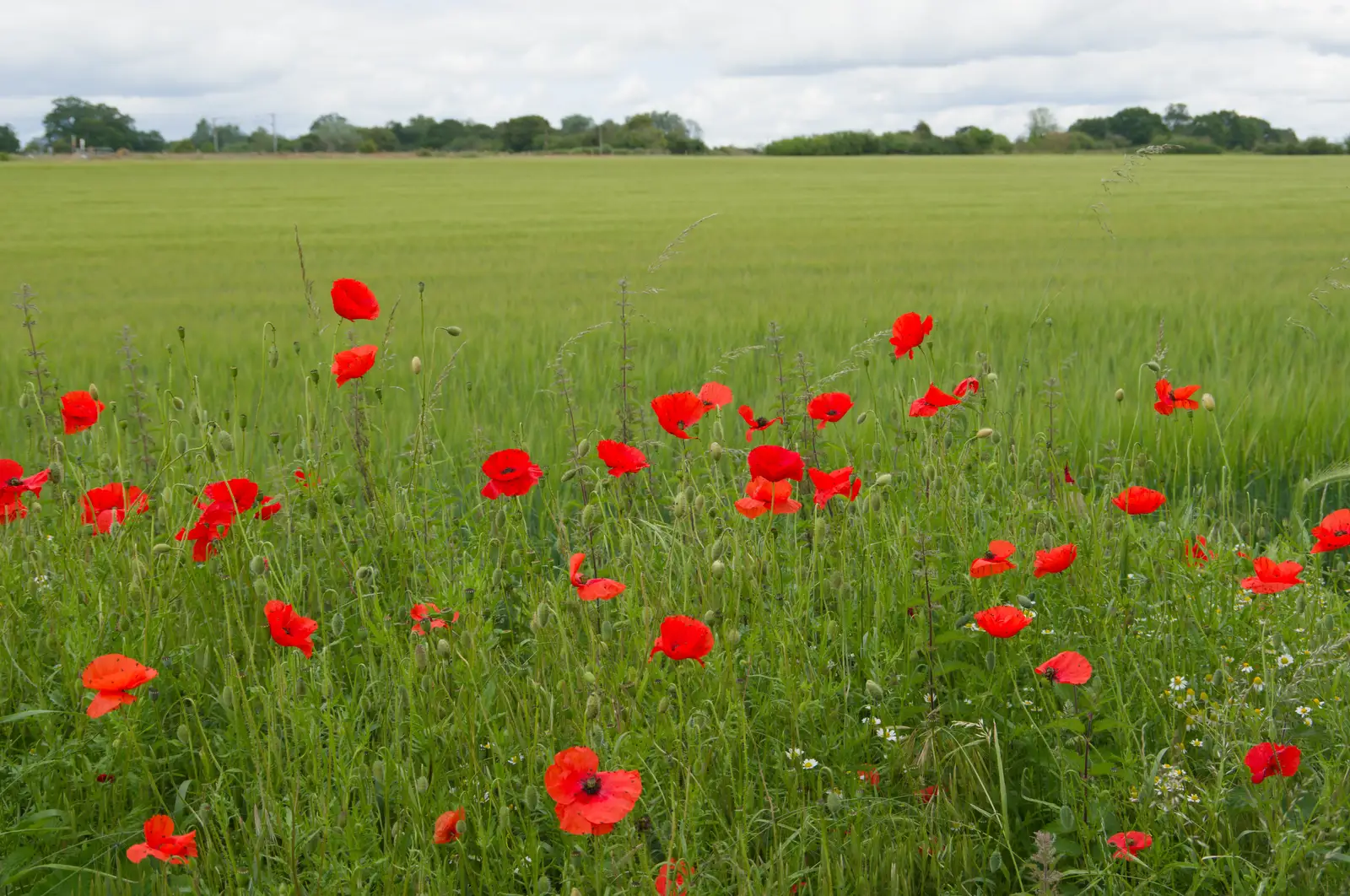 Poppies in a field edge near Diss, from Mellis Gardens and a Walk to Diss, Norfolk - 13th June 2026