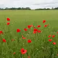 Poppies in a field edge near Diss, Mellis Gardens and a Walk to Diss, Norfolk - 13th June 2026