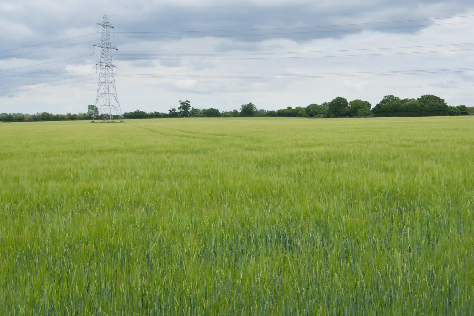 A field of softly-waving barley, from Mellis Gardens and a Walk to Diss, Norfolk - 13th June 2026