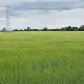 A field of softly-waving barley, Mellis Gardens and a Walk to Diss, Norfolk - 13th June 2026