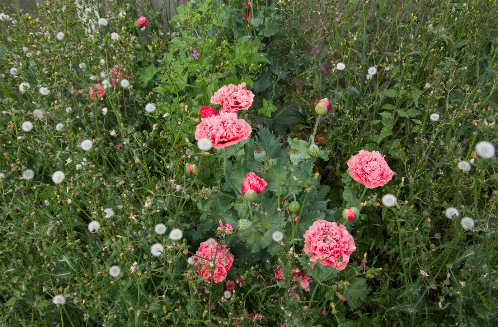 Fancy pink poppies near the house, from Mellis Gardens and a Walk to Diss, Norfolk - 13th June 2026