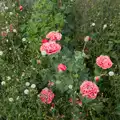 Fancy pink poppies near the house, Mellis Gardens and a Walk to Diss, Norfolk - 13th June 2026
