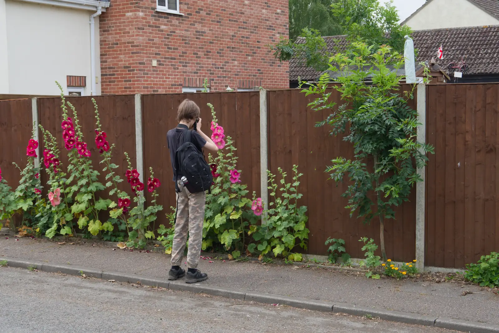 Harry takes a photo of some giant hollyhocks, from A Father's Day Pub Crawl, Ampersand Tap, Diss - 21st June 2026