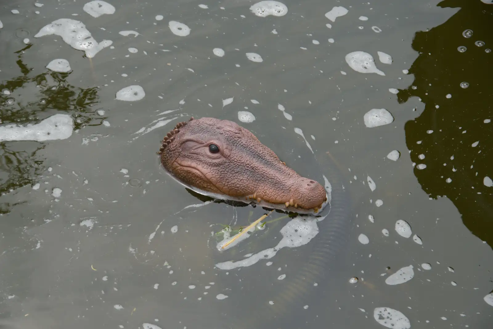 A comedy floating crocodile head in the pond, from A Father's Day Pub Crawl, Ampersand Tap, Diss - 21st June 2026