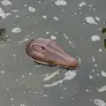 A comedy floating crocodile head in the pond, A Father's Day Pub Crawl, Ampersand Tap, Diss - 21st June 2026