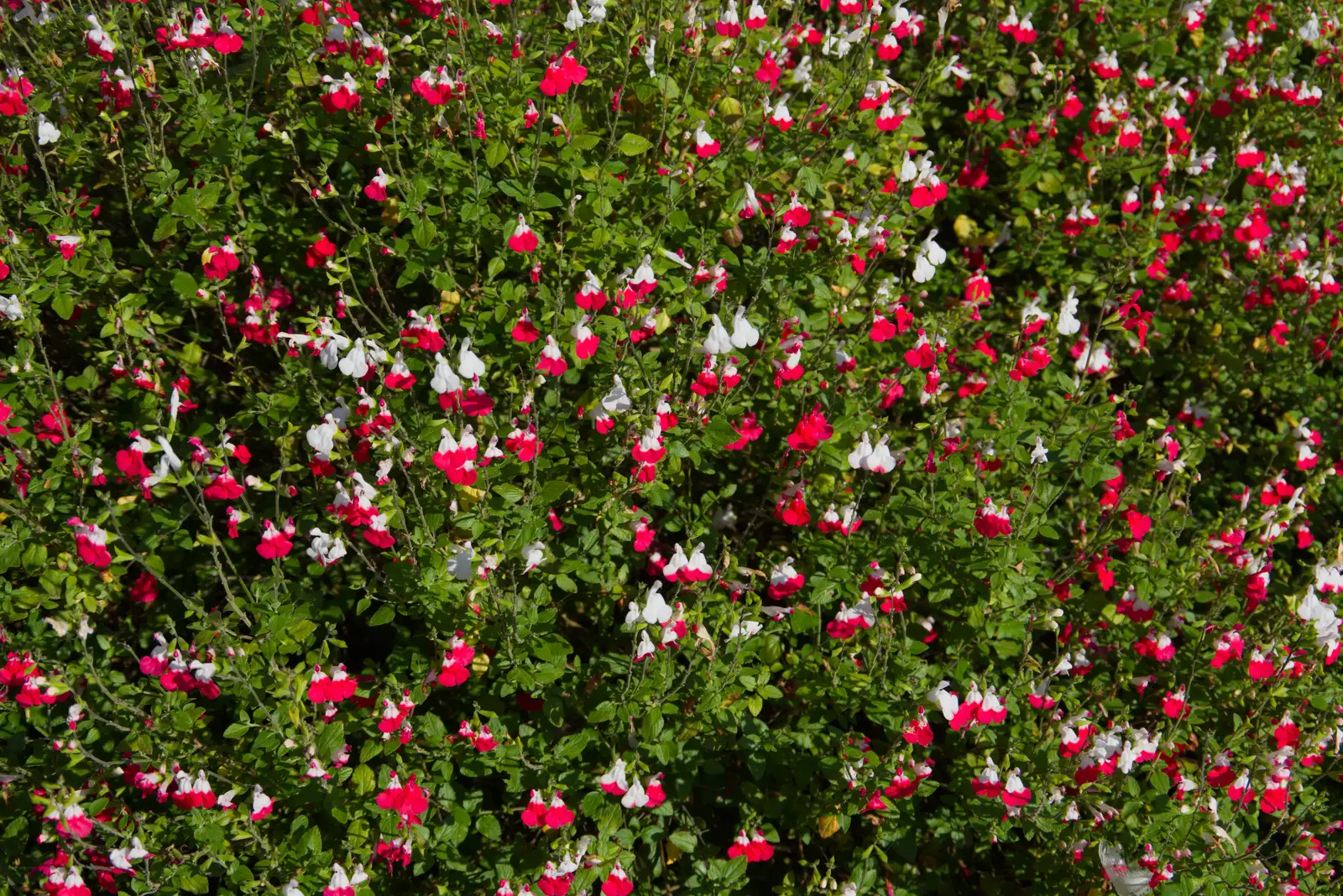 A nice example of Salvia 'Hot Lips', from A Father's Day Pub Crawl, Ampersand Tap, Diss - 21st June 2026