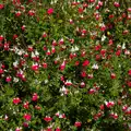 A nice example of Salvia 'Hot Lips', A Father's Day Pub Crawl, Ampersand Tap, Diss - 21st June 2026
