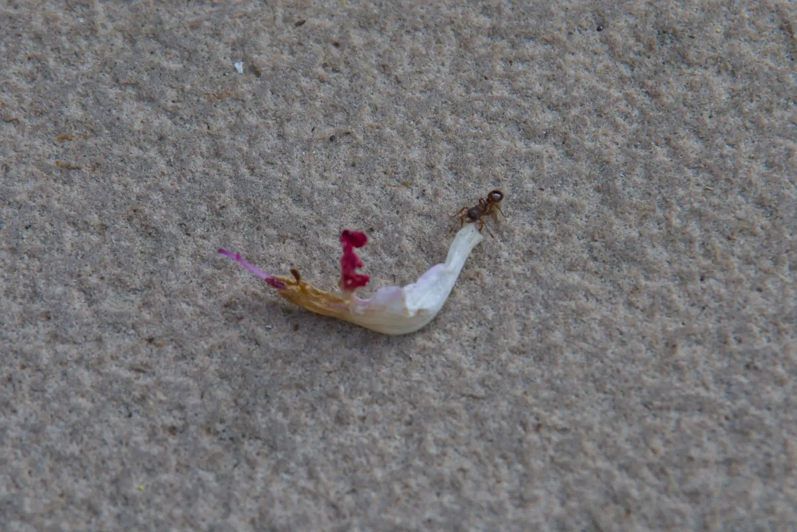 A tiny ant hauls a flower petal across the patio, from A Father's Day Pub Crawl, Ampersand Tap, Diss - 21st June 2026