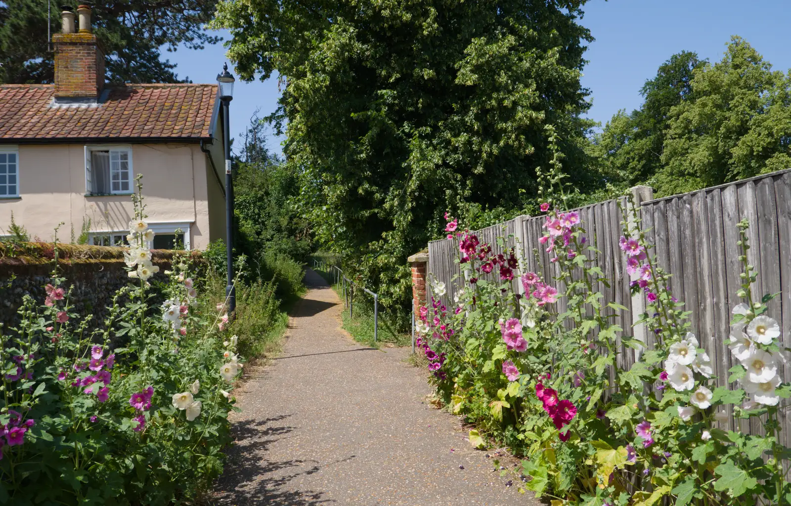 Hollyhocks near the doctors' surgery in Diss, from The BSCC does the Red Lion, Kenninghall, Norfolk - 25th June 2026