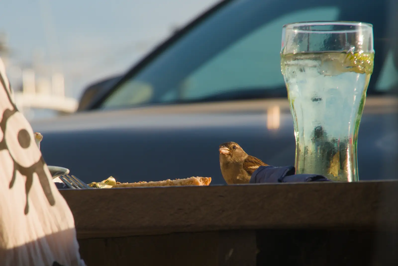 A sparrow gets a snack of left-over bread, from Harry's Karate Kamp, Harbour Campsite, Southwold - 12th July 2026