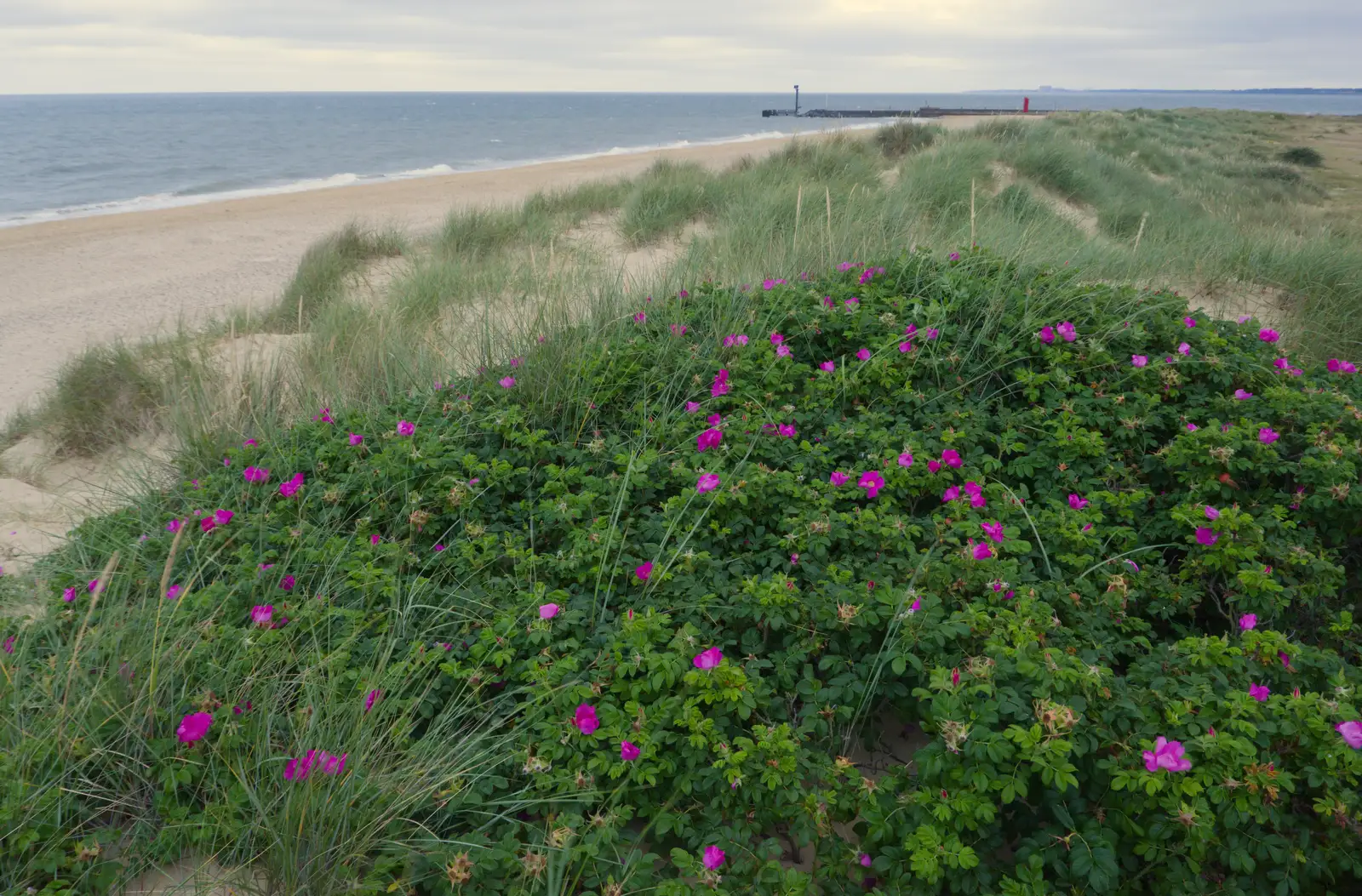 Bright pink flowers in the sand dunes, from Harry's Karate Kamp, Harbour Campsite, Southwold - 12th July 2026