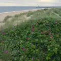 Bright pink flowers in the sand dunes, Harry's Karate Kamp, Harbour Campsite, Southwold - 12th July 2026