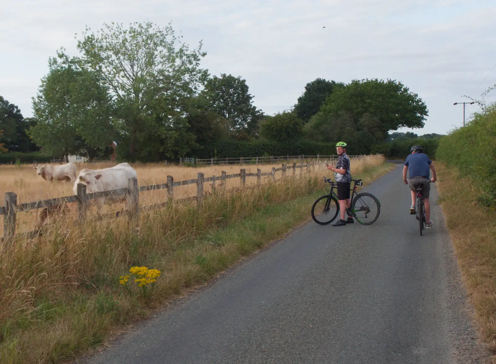 Gaz takes a photo of cows at Seamere Green, from A July Miscellany: Scole and a Ride To Pulham, Norfolk - 30th July 2026