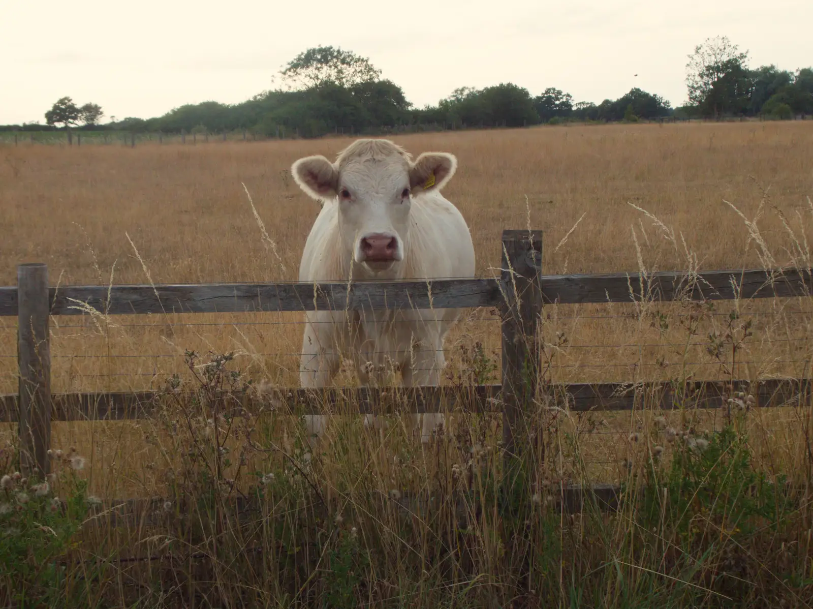 A cow peers over the fence, from A July Miscellany: Scole and a Ride To Pulham, Norfolk - 30th July 2026