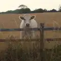 A cow peers over the fence, A July Miscellany: Scole and a Ride To Pulham, Norfolk - 30th July 2026