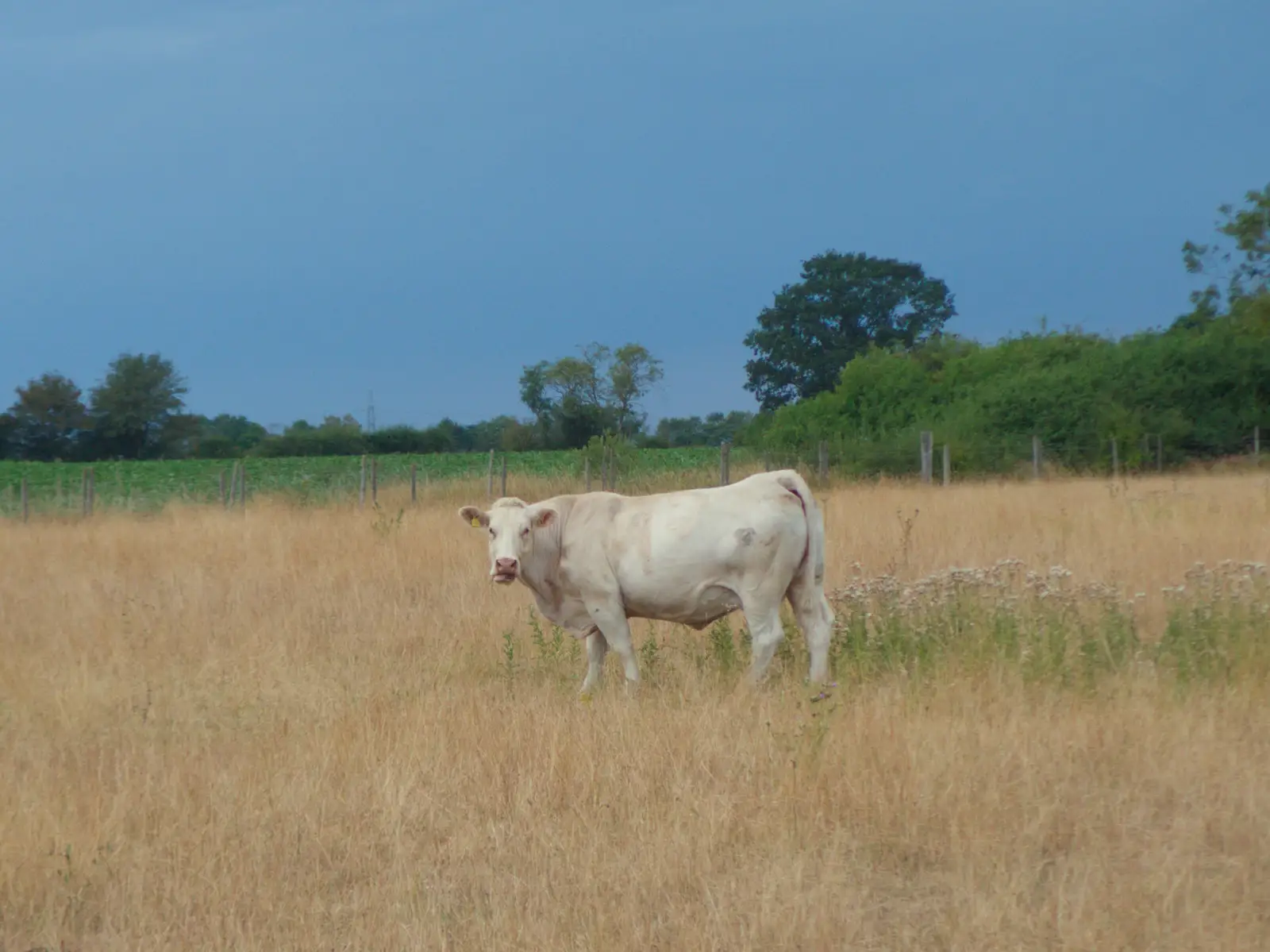 A cow in a field, from A July Miscellany: Scole and a Ride To Pulham, Norfolk - 30th July 2026