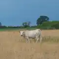 A cow in a field, A July Miscellany: Scole and a Ride To Pulham, Norfolk - 30th July 2026