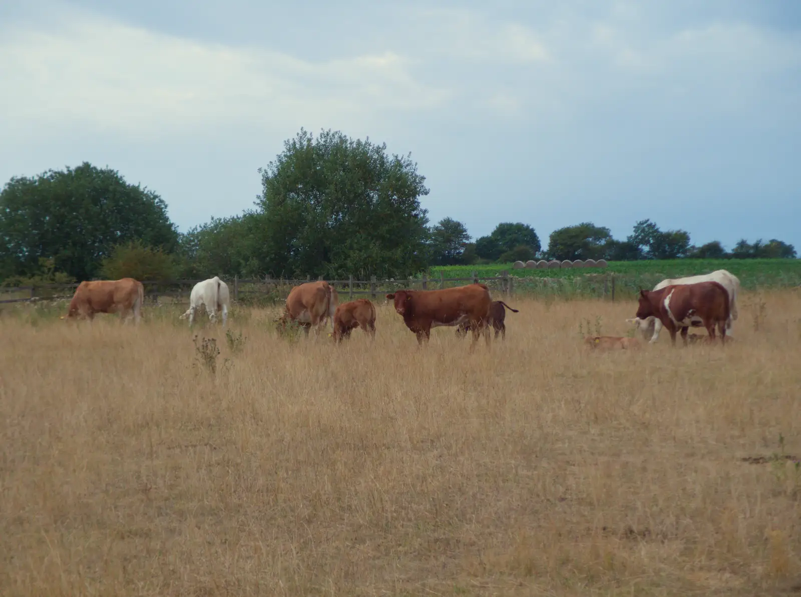 A herd of cows near Seamere Green, from A July Miscellany: Scole and a Ride To Pulham, Norfolk - 30th July 2026