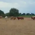 A herd of cows near Seamere Green, A July Miscellany: Scole and a Ride To Pulham, Norfolk - 30th July 2026