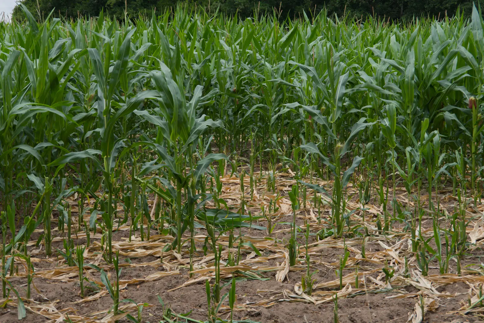 Children of the corn, from A July Miscellany: Scole and a Ride To Pulham, Norfolk - 30th July 2026