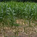 Children of the corn, A July Miscellany: Scole and a Ride To Pulham, Norfolk - 30th July 2026