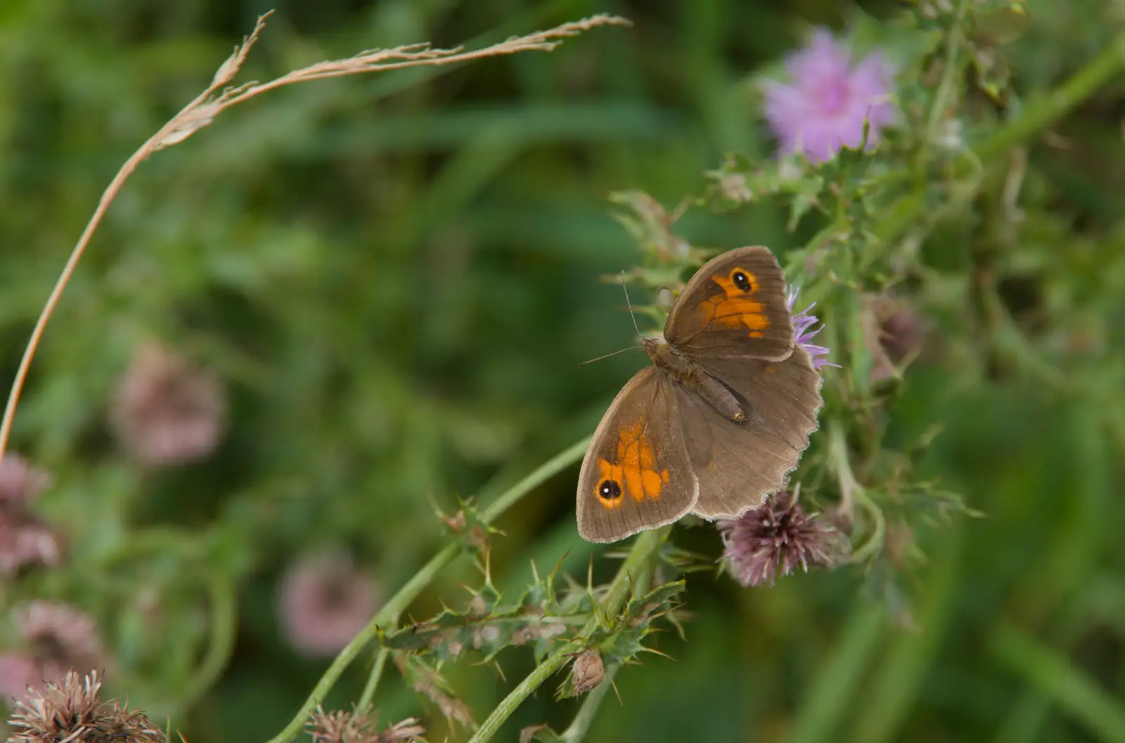 A Meadow Brown butterfly, from A July Miscellany: Scole and a Ride To Pulham, Norfolk - 30th July 2026