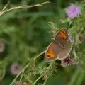 A Meadow Brown butterfly, A July Miscellany: Scole and a Ride To Pulham, Norfolk - 30th July 2026