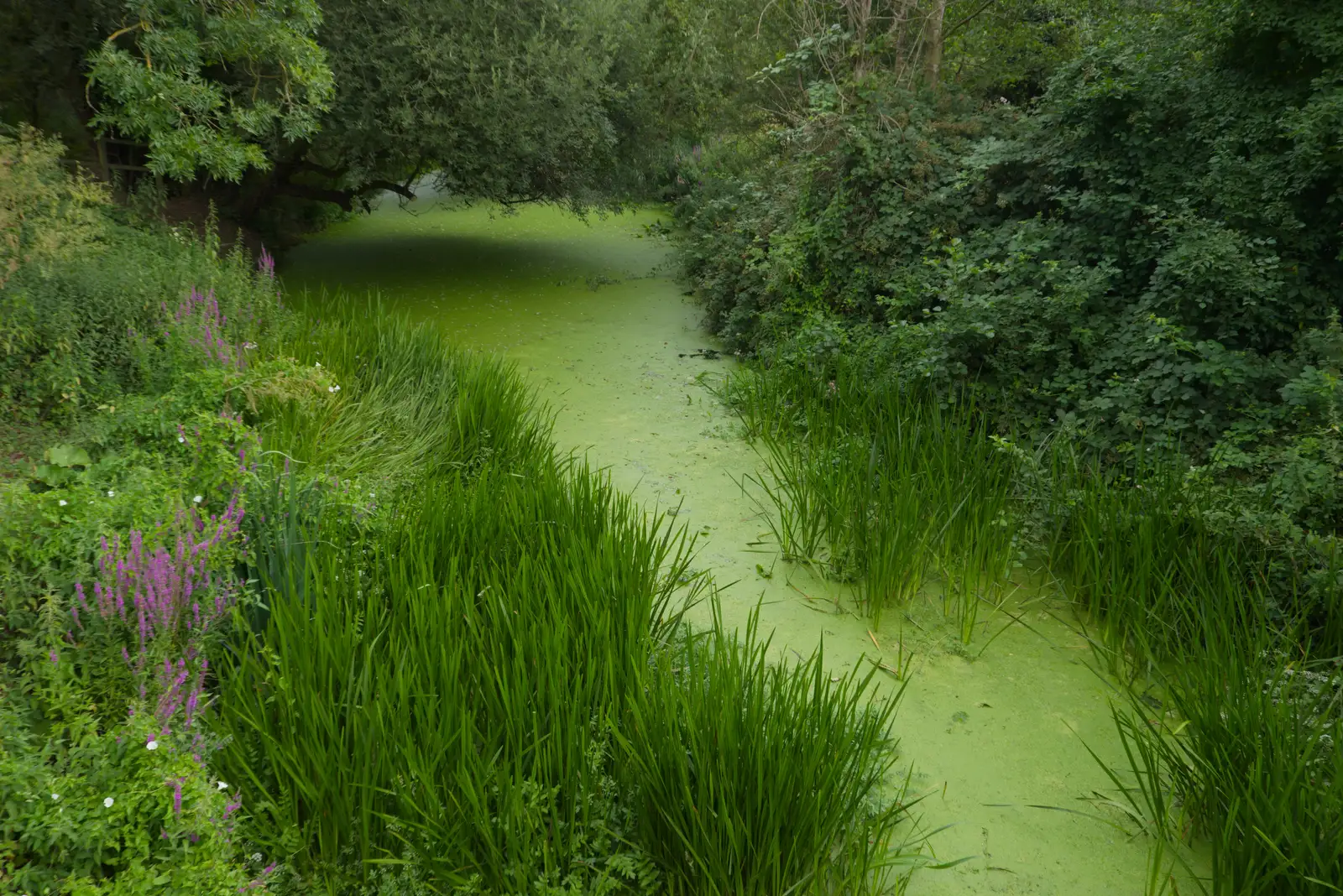The Waveney looks like it's a lawn, from A July Miscellany: Scole and a Ride To Pulham, Norfolk - 30th July 2026